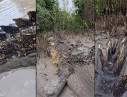 Pemandu Satwa Australia Rekam Buaya Air Asin Besar dari Dekat