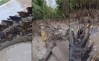 Buaya Mirip Godzilla Viral Bikin Heboh Netizen