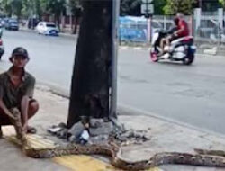 Kesal Trotoar Dipakai Motor, Kakek di Jakarta Bentangkan Ular Piton untuk Halau Pengendara