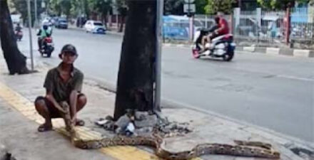 Kakek Subari membentangkan ular piton di trotoar Kramat Jati, Jaktim.
