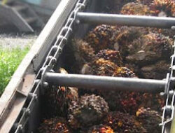 Kecelakaan Kerja, Pekerja Perkebunan Malaysia Meninggal