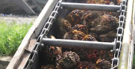 Seorang pekerja perkebunan di Malaysia tewas mengenaskan setelah terjatuh ke mesin penggilingan kelapa sawit