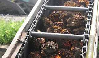 Seorang pekerja perkebunan di Malaysia tewas mengenaskan setelah terjatuh ke mesin penggilingan kelapa sawit