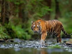 BKSDA Sumbar Pasang Kamera Trap Usai Kemunculan Harimau di Palupuh