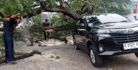 Avanza Tertimpa Pohon Tumbang, Kerugian Rp15,5 Juta