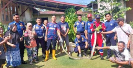 Damkar Padang Evakuasi Ular di Dua Lokasi