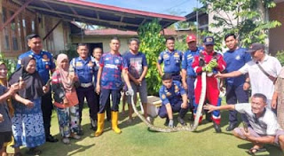 Damkar Padang Evakuasi Ular di Dua Lokasi