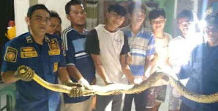 Evakuasi Ular di Bogor Berlangsung Aman