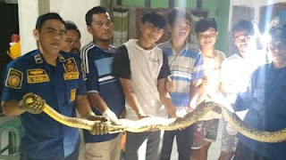 Evakuasi Ular di Bogor Berlangsung Aman