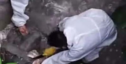 Tim terpadu di Gunungsitoli mengambil sampel dari bangkai.