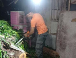 Cuaca Ekstrem, Pohon Kelapa Roboh Hantam Rumah Buruh Harian