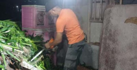 Pohon Kelapa Roboh Hantam Rumah