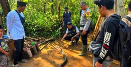 Polisi saat melakukan olah TKP kematian petani Sukabumi gegara King Cobra.