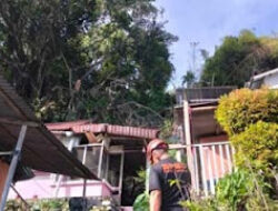 Pohon Beringin 20 Meter Tumbang di Padang, Empat Rumah Warga Rusak