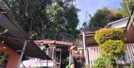 Pohon Beringin 20 Meter Tumbang di Padang, Empat Rumah Warga Rusak