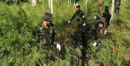 BNN Bongkar Ladang Ganja 6,5 Hektare di Aceh Utara, 97 Ribu Batang Dimusnahkan