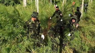 BNN kembali mengungkap ladang ganja seluas 6,5 hektare.