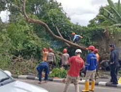 Angin Kencang Tumbangkan Pohon, Becak Tertimpa di Ringroad Utara
