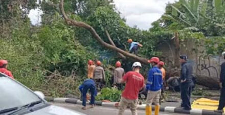 Pohon tumbang diterjang angin kencang