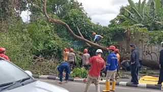 Pohon tumbang diterjang angin kencang