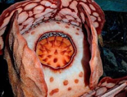 Rafflesia Hasseltii Mekar di Sijunjung, Momen Langka Disaksikan Peneliti Oxford