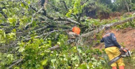 Hujan Deras dan Angin Kencang Landa Padang, Sejumlah Pohon Tumbang Ganggu Jalan