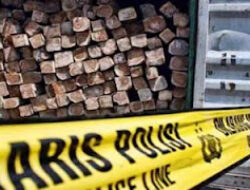 BKSDA dan Polsek Amankan 148 Batang Kayu Diduga Hasil Illegal Logging di Cagar Alam Maninjau