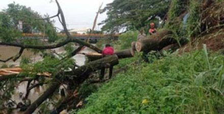 Pohon besar tumbang di Siteba akibat angin kencang.