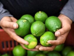 Lemon vs Jeruk Nipis, Sama-Sama Sitrus, Tapi Beda Manfaat dan Rasa