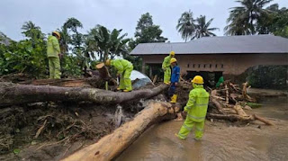Pohon tumbang.