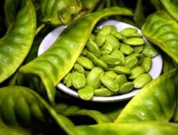 Waspada, Ini 4 Kelompok Orang yang Sebaiknya Tidak Makan Petai