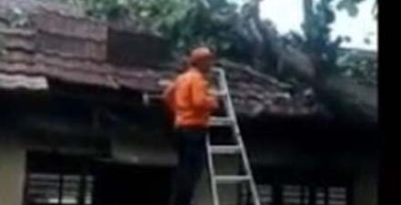 Pohon tumbang menimpa Gedung SD Negeri Tegal Cabe, Kota Cilegon, Banten