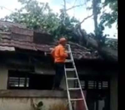 Pohon tumbang menimpa Gedung SD Negeri Tegal Cabe, Kota Cilegon, Banten
