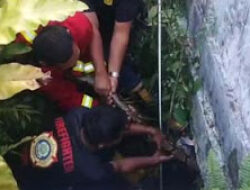 Empat Hewan Liar Dievakuasi dari Rumah Warga Padang