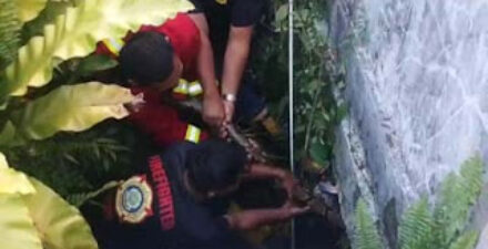 Damkar Pastikan Evakuasi Hewan Liar