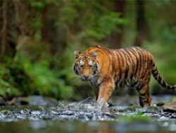 BKSDA Pasang Kamera Trap Usai Serangan Harimau di Agam