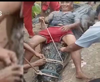 Warga Indragiri Hilir, Riau menangkap buaya raksasa berukuran 7 meter