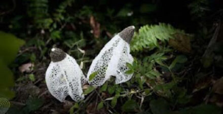 Penemuan jamur langka