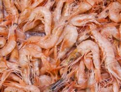 Lima Cara Simpel Mengolah Udang agar Lezat dan Tidak Alot
