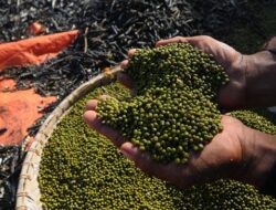 Punya Banyak Khasiat, Kacang Hijau Tetap Perlu Dibatasi bagi Kelompok Ini