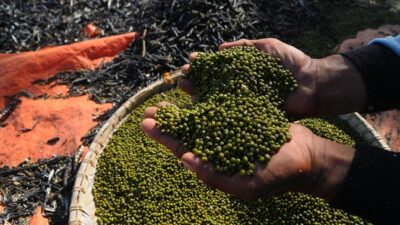 Ternyata ada kelompok orang yang harusnya tak makan kacang hijau.