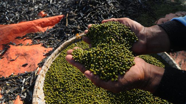 Ternyata ada kelompok orang yang harusnya tak makan kacang hijau.