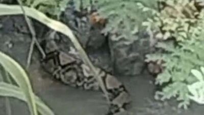 Ular Besar Menggegerkan Warga Junjung Sirih, Damkar Turun Tangan