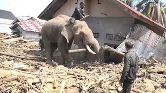Gajah-gajah dikerahkan untuk membantu warga dengan cara menarik dan mendorong kayu-kayu besar dan puing yang terbawa banjir.