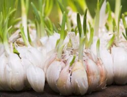 Mudah dan Praktis, Begini Cara Menanam Bawang Putih di Pot