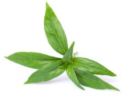 Sambiloto, Tanaman Pahit dengan Beragam Manfaat bagi Kesehatan