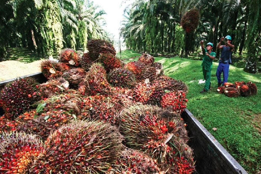 Ilustrasi kelapa sawit.