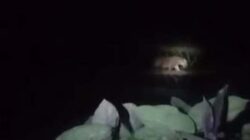 Harimau Sumatera Masuk Pemukiman Warga di Solok Selatan