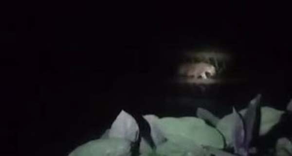 Harimau Sumatera Masuk Pemukiman Warga di Solok Selatan