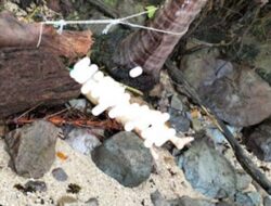 Pemancing Temukan Mayat di Sungai Beremas, Padang